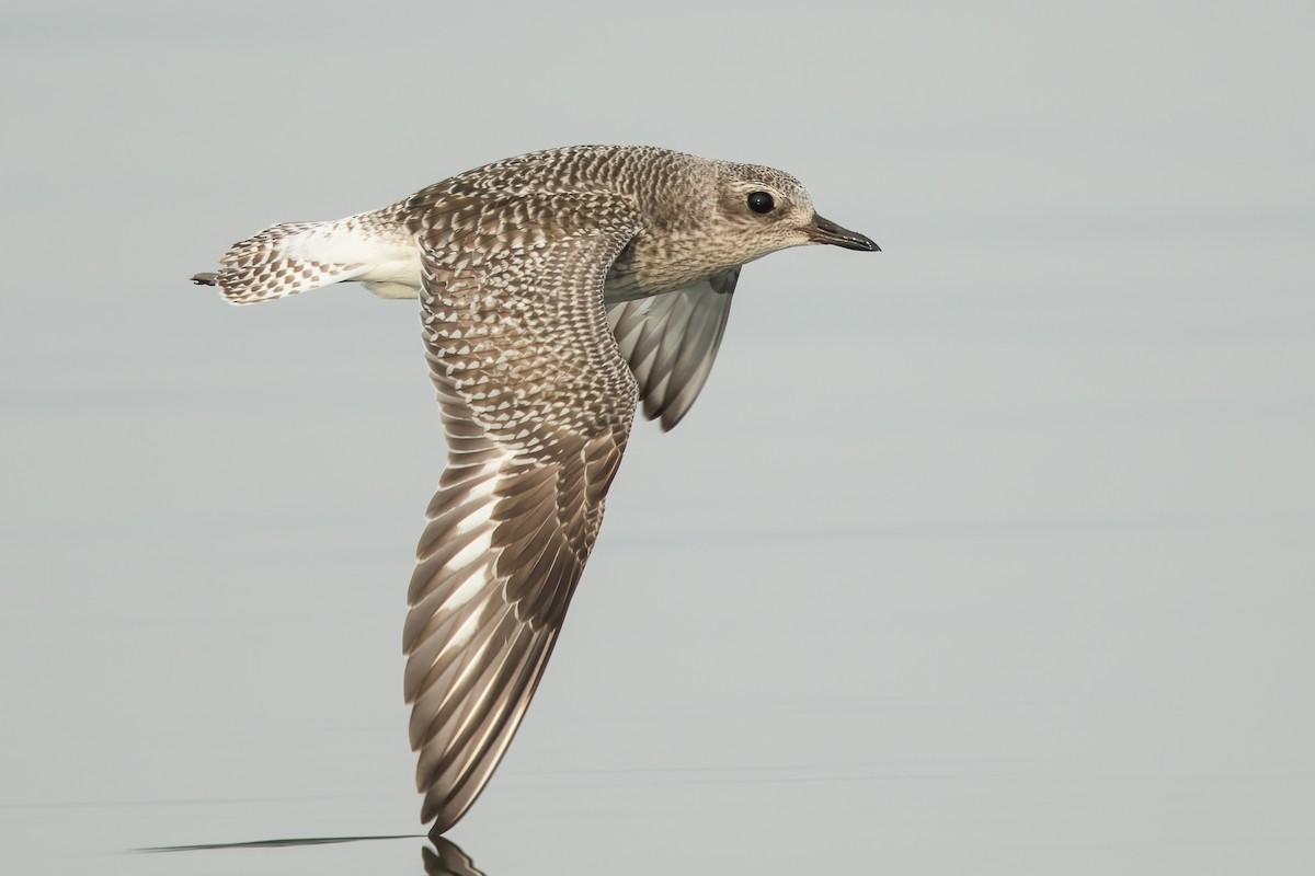 Black-bellied Plover - Ilya Povalyaev