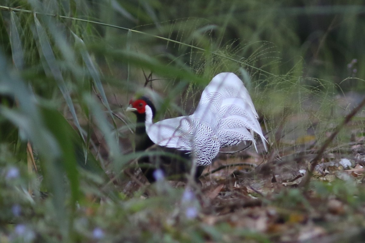 Silver Pheasant - ML613789321