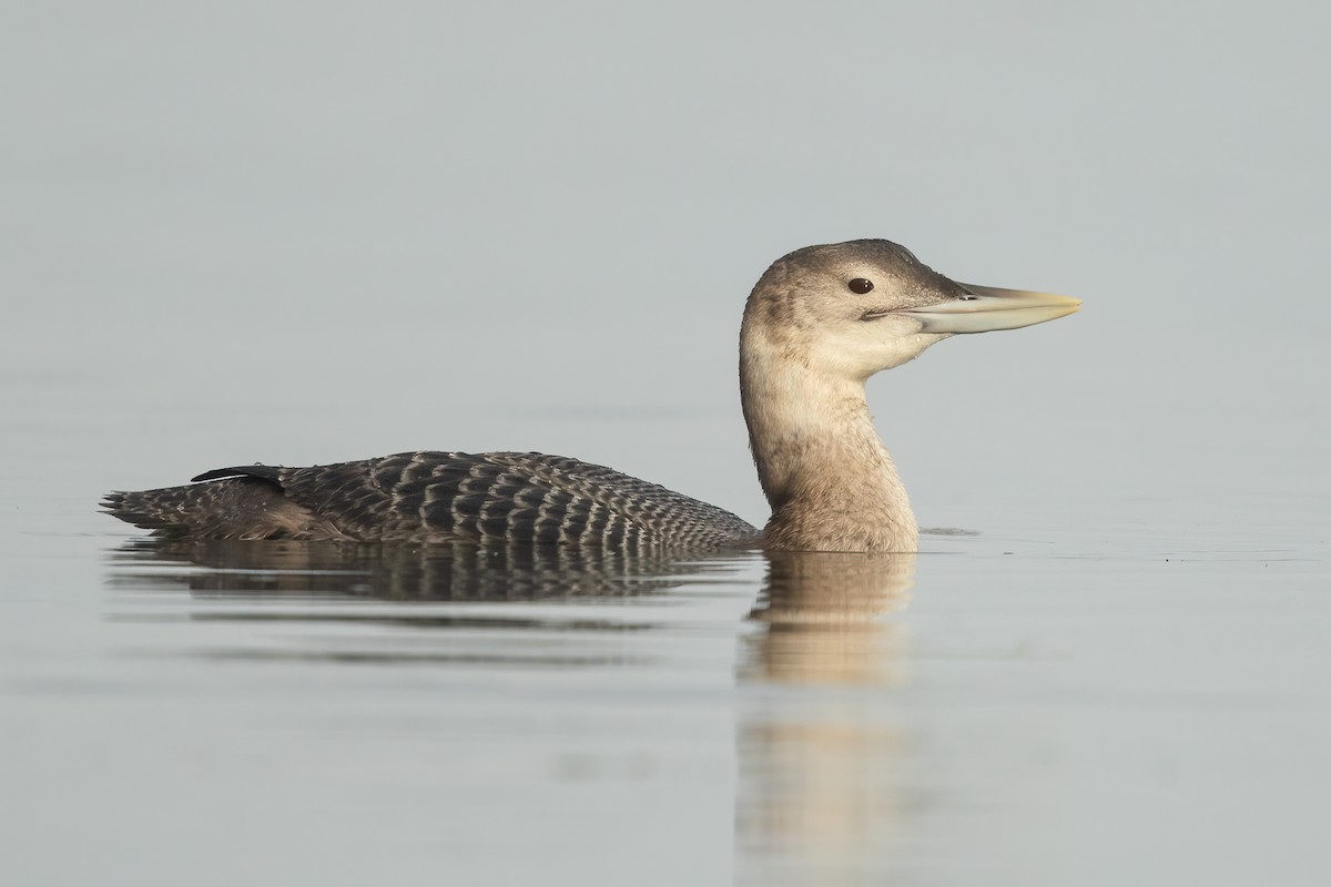 Yellow-billed Loon - ML613789330