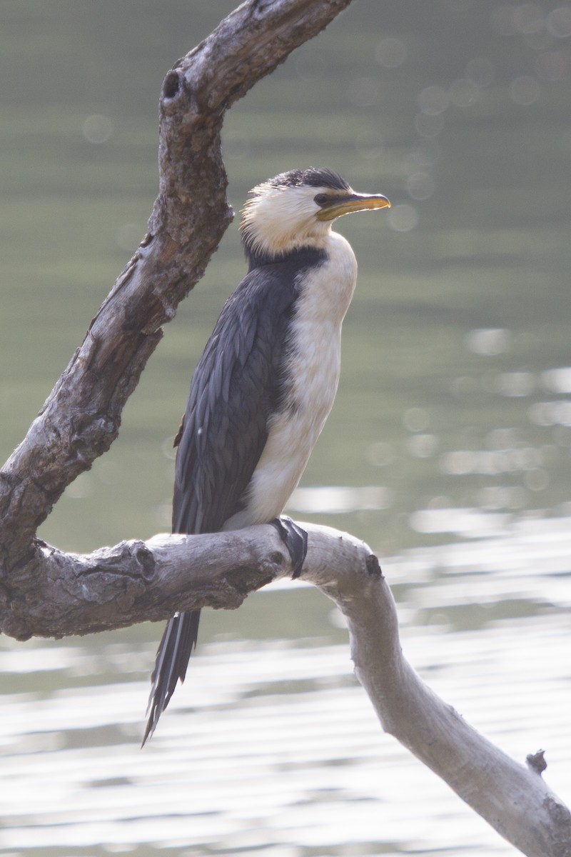 Little Pied Cormorant - ML613789348