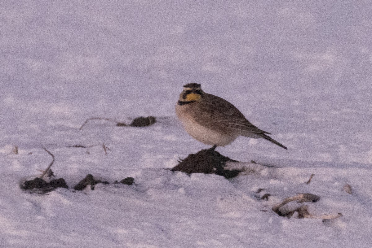 Horned Lark - ML613789353