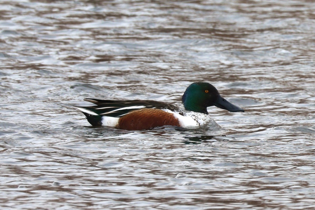 Northern Shoveler - ML613789358