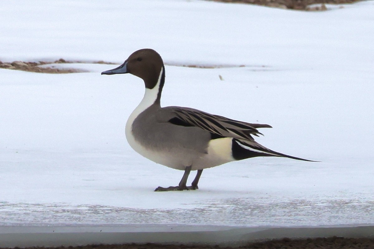 Northern Pintail - ML613789367