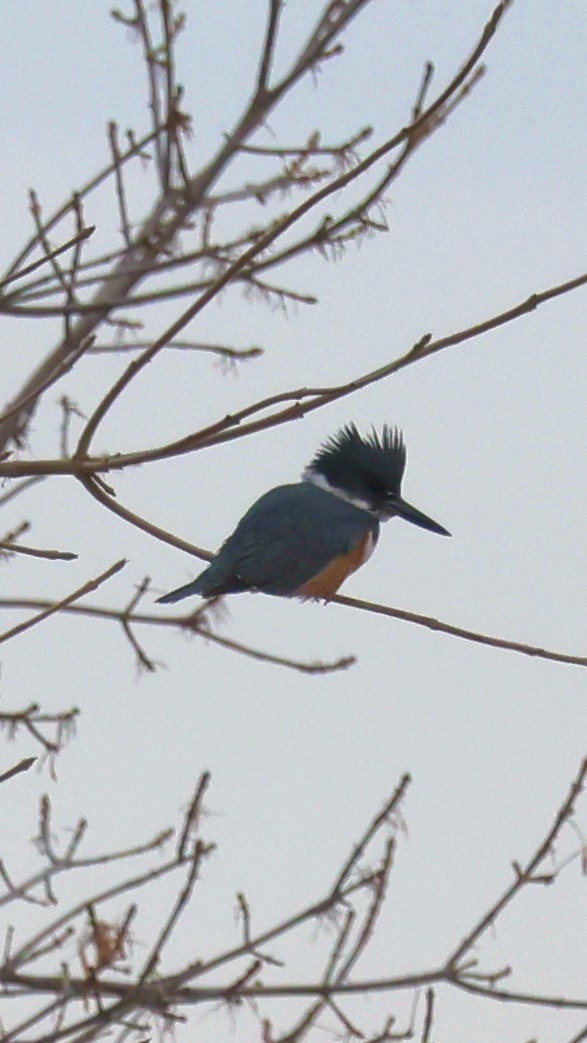 Belted Kingfisher - ML613789371