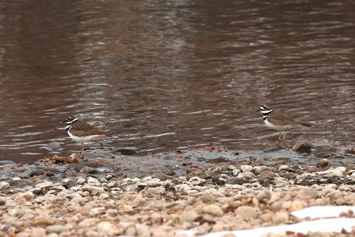 Killdeer - ML613789378