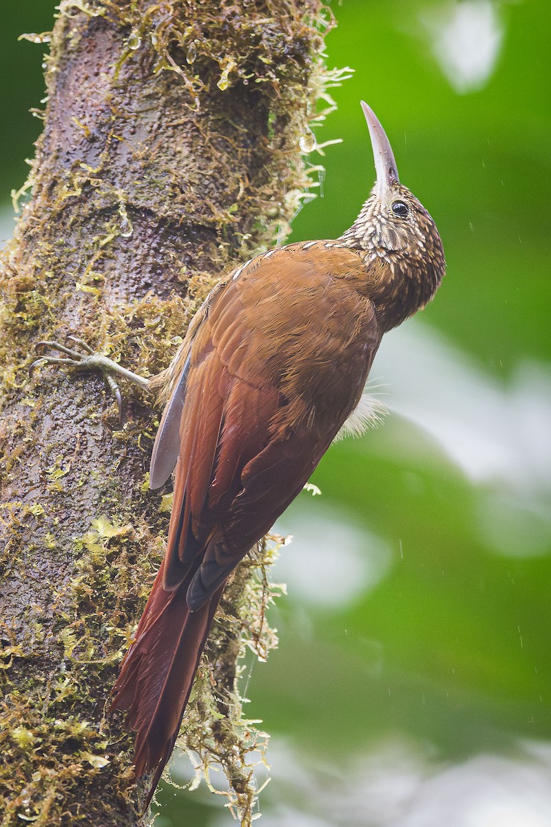 Montane Woodcreeper - ML613789427