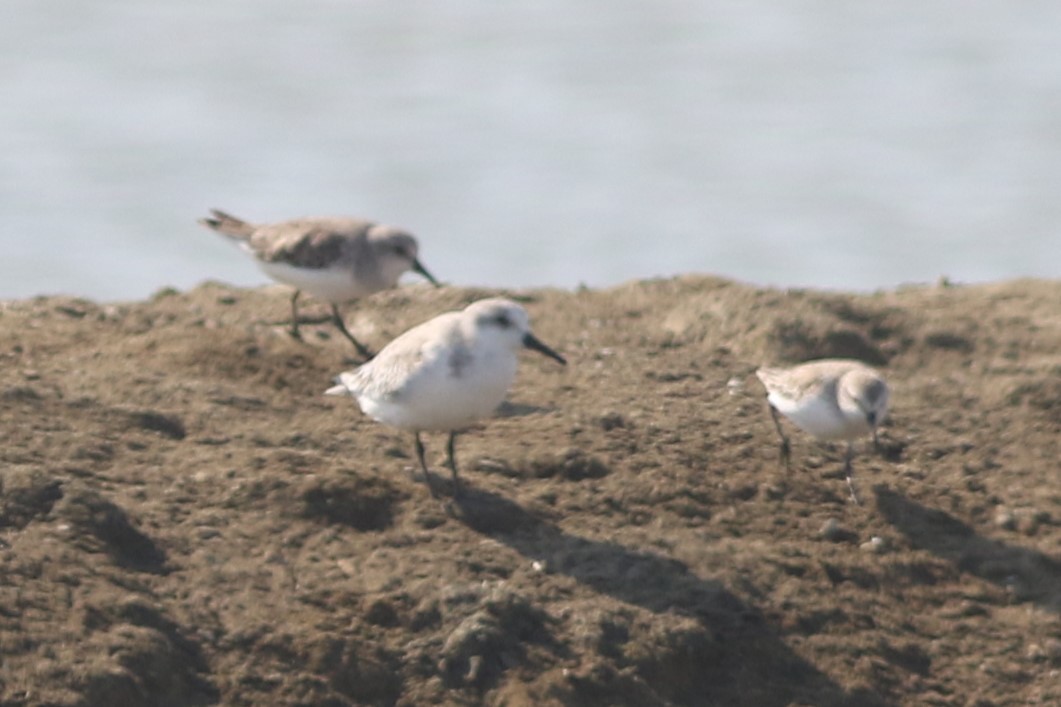 Bécasseau sanderling - ML613789433