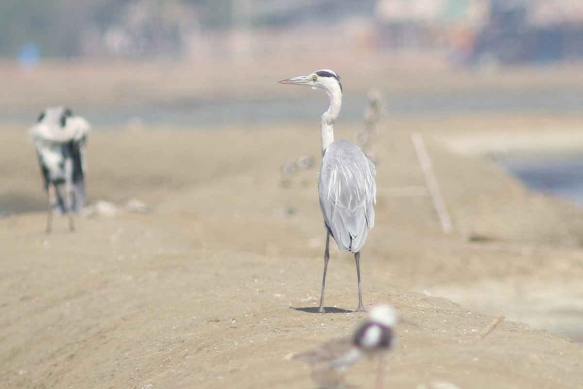 Gray Heron - ML613789435