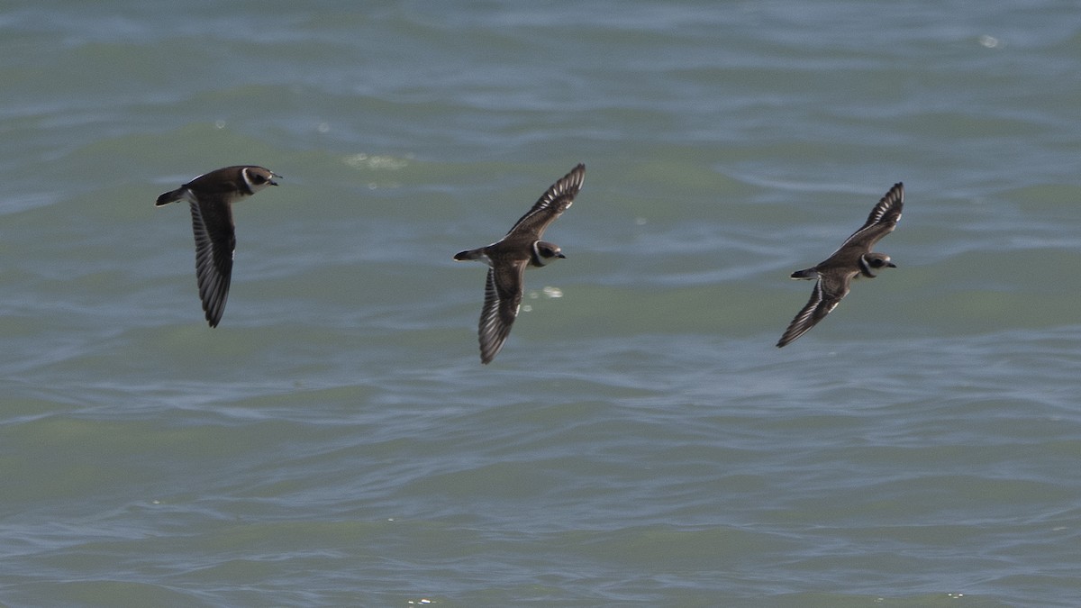 Semipalmated Plover - ML613789437