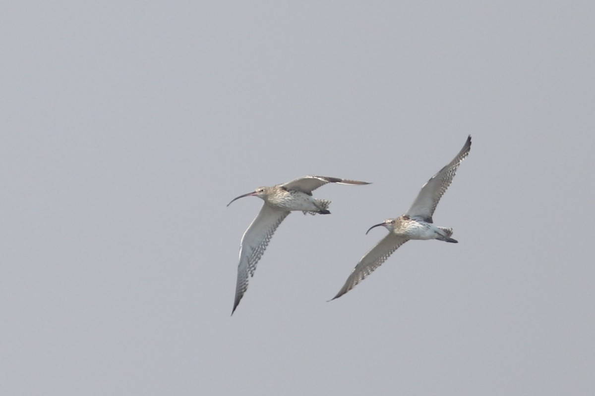 Eurasian Curlew - ML613789444