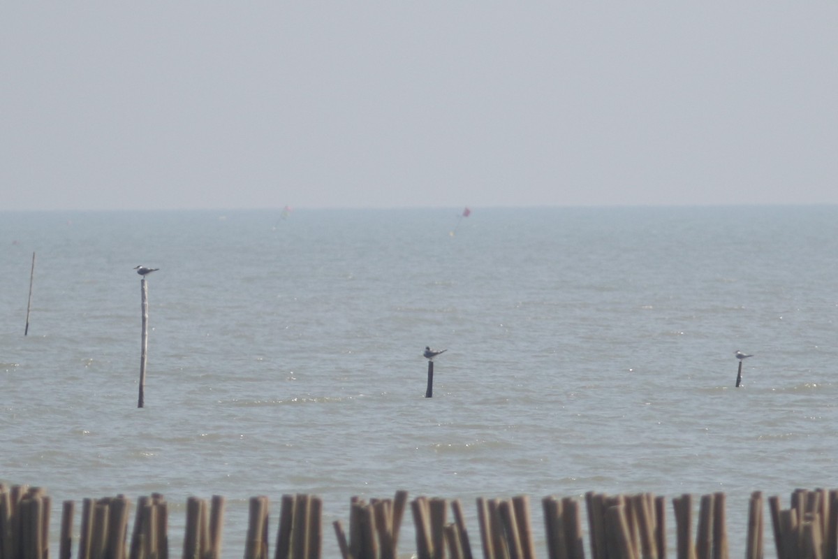 Great Crested Tern - ML613789463