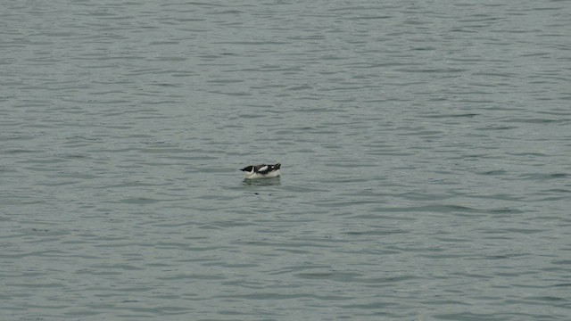 Marbled Murrelet - ML613789487