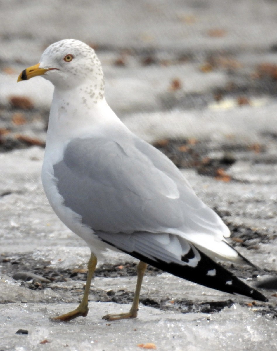 Ring-billed Gull - ML613789522