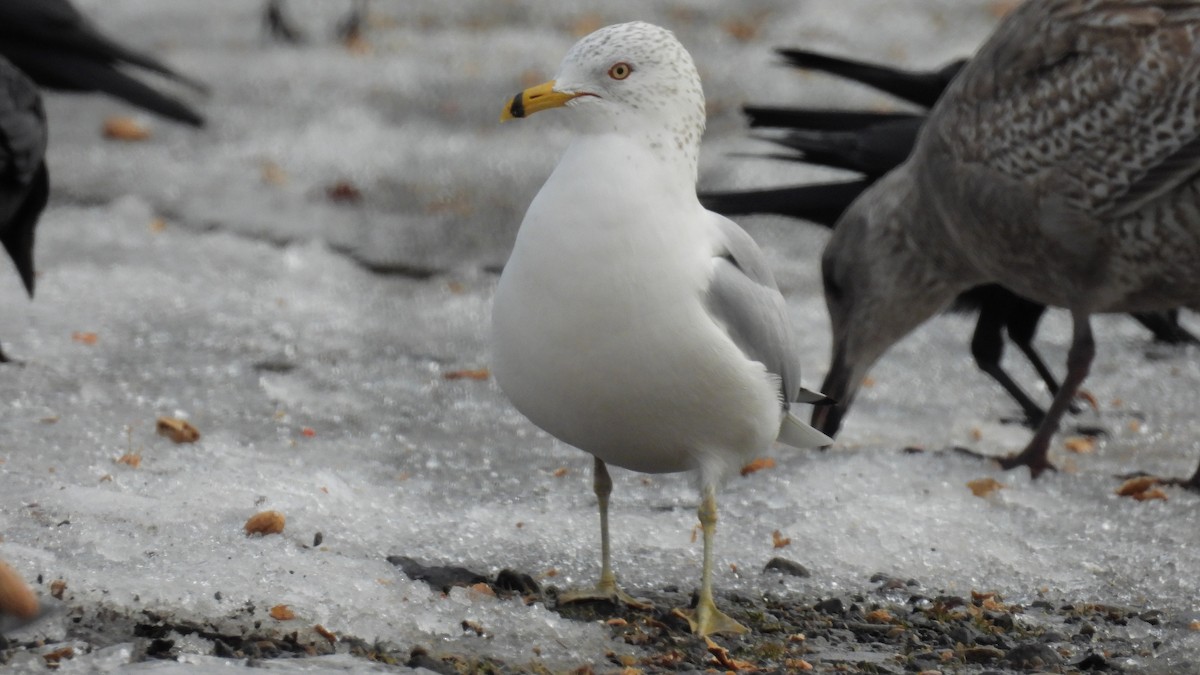 Ring-billed Gull - ML613789523