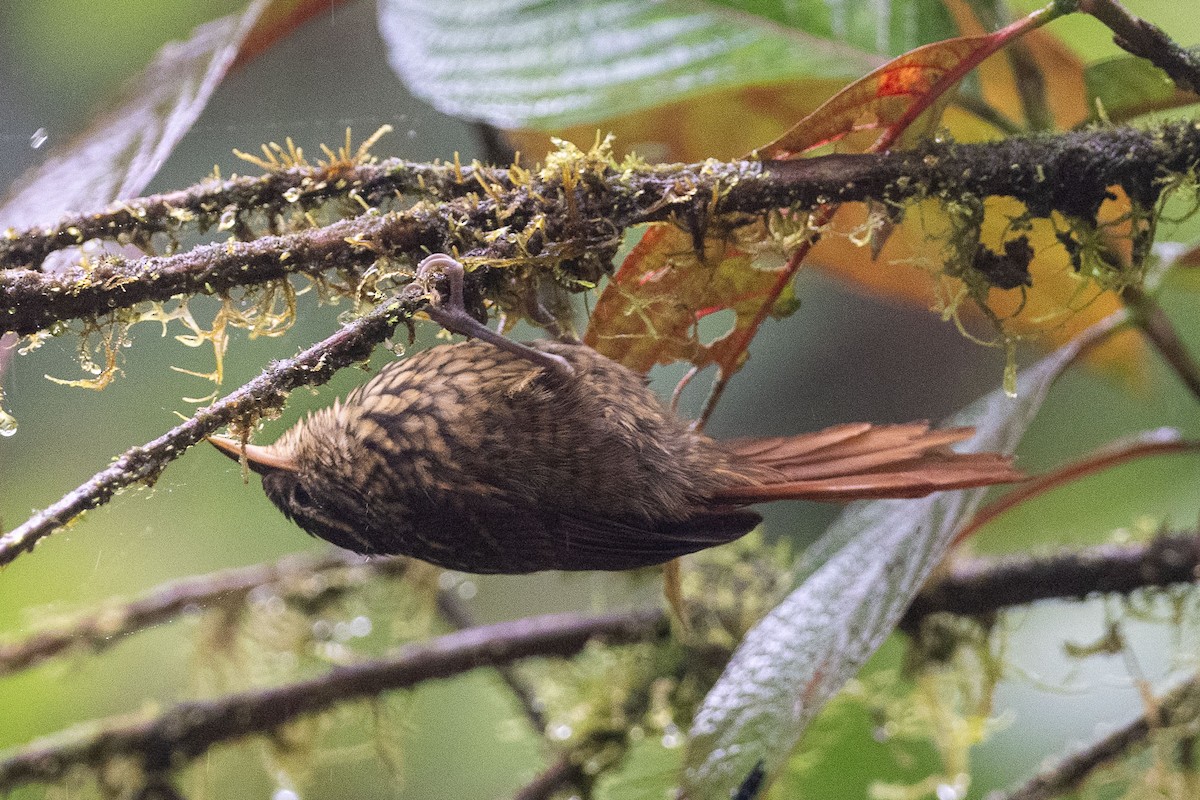 アカバネヒゲオカマドドリ - ML613789617