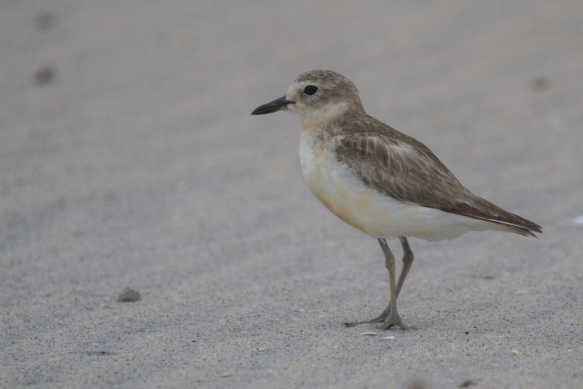 Red-breasted Dotterel - ML613789621