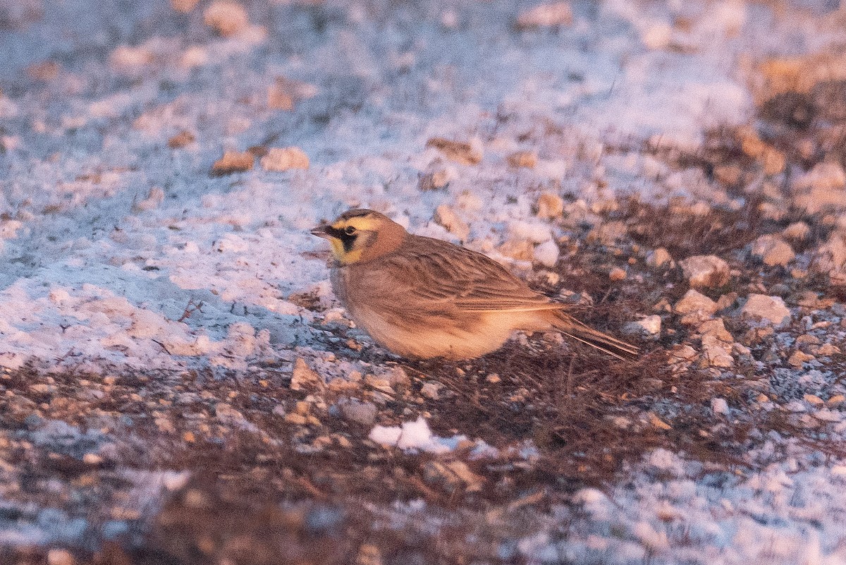 Horned Lark - Sandeep Biswas