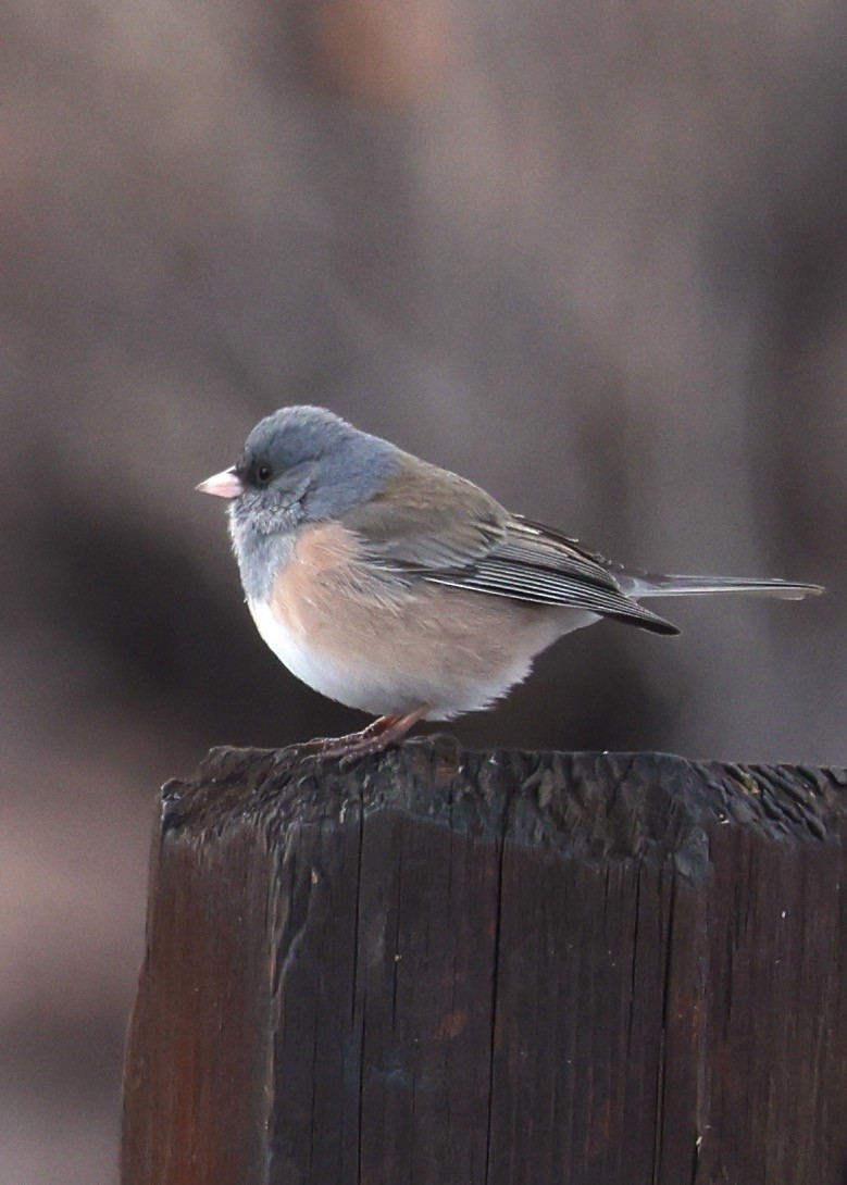 Dark-eyed Junco (Pink-sided) - ML613789652