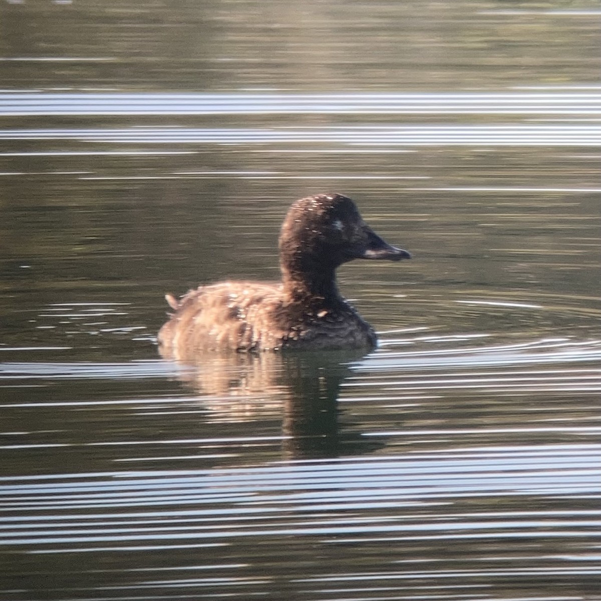 White-winged Scoter - Nicole Desnoyers