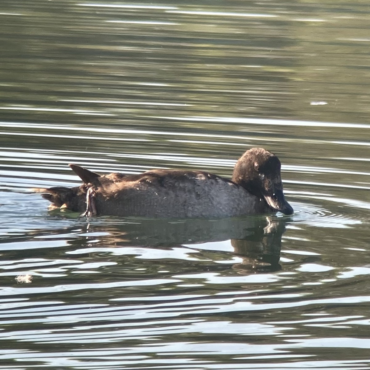 White-winged Scoter - ML613789655