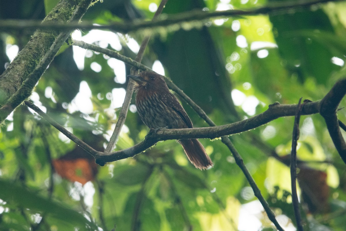 White-whiskered Puffbird - Paul Molina A