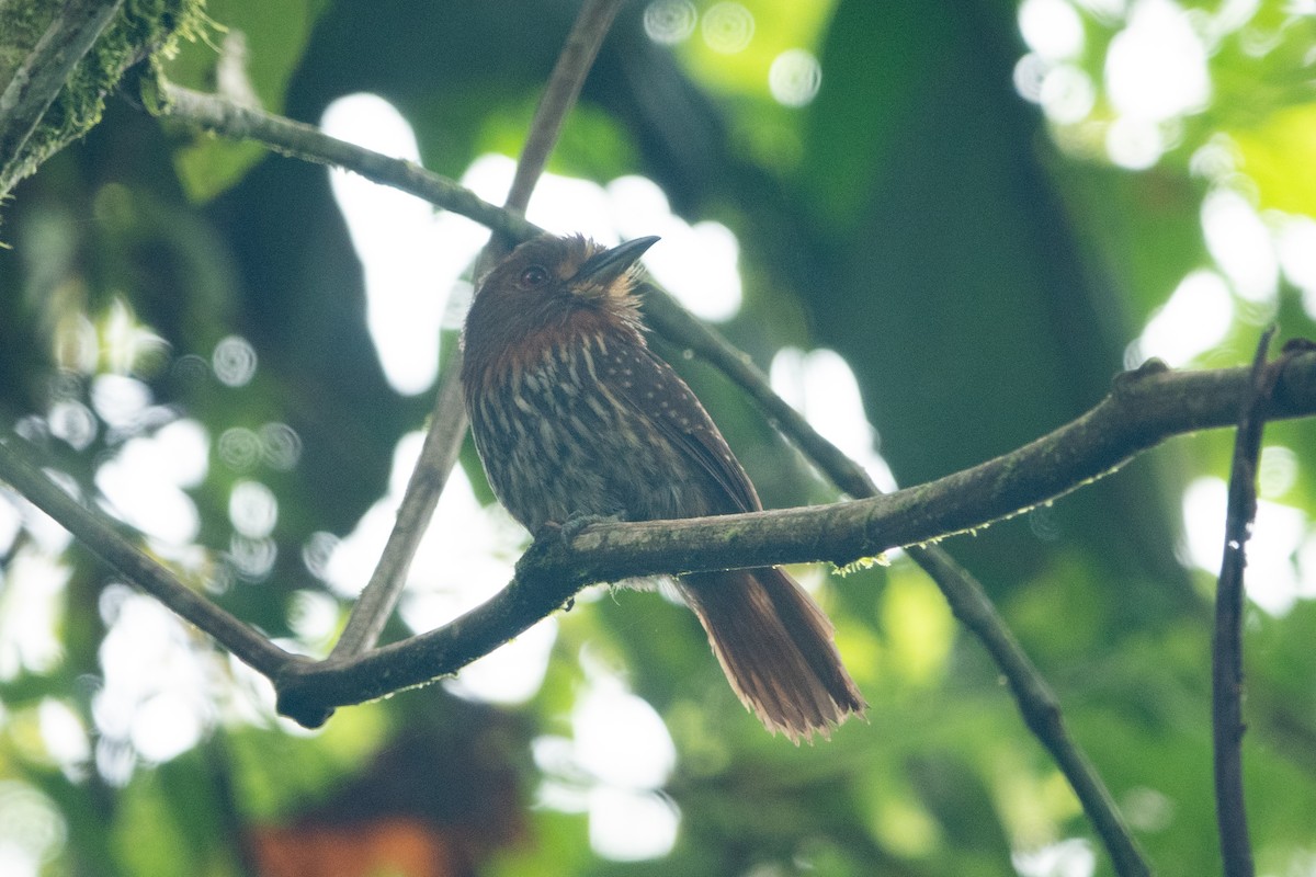White-whiskered Puffbird - Paul Molina A
