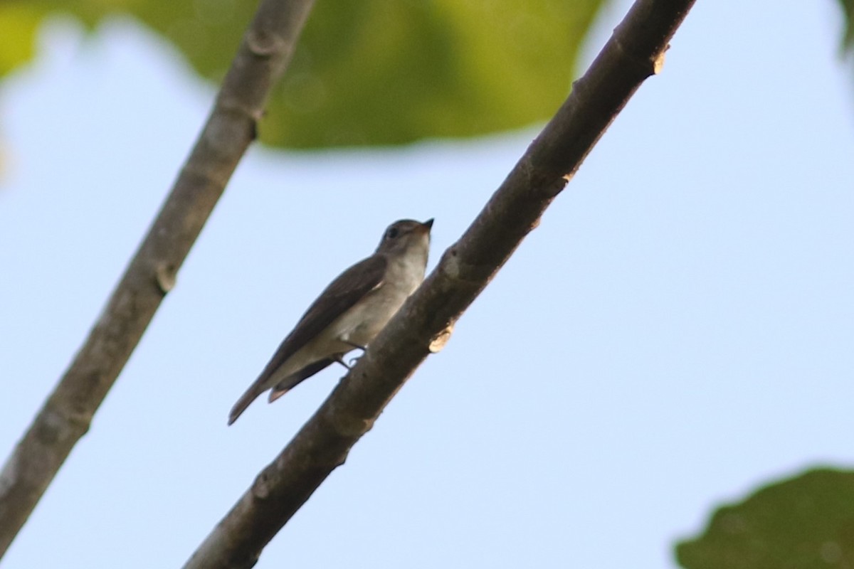 Asian Brown Flycatcher - ML613789780