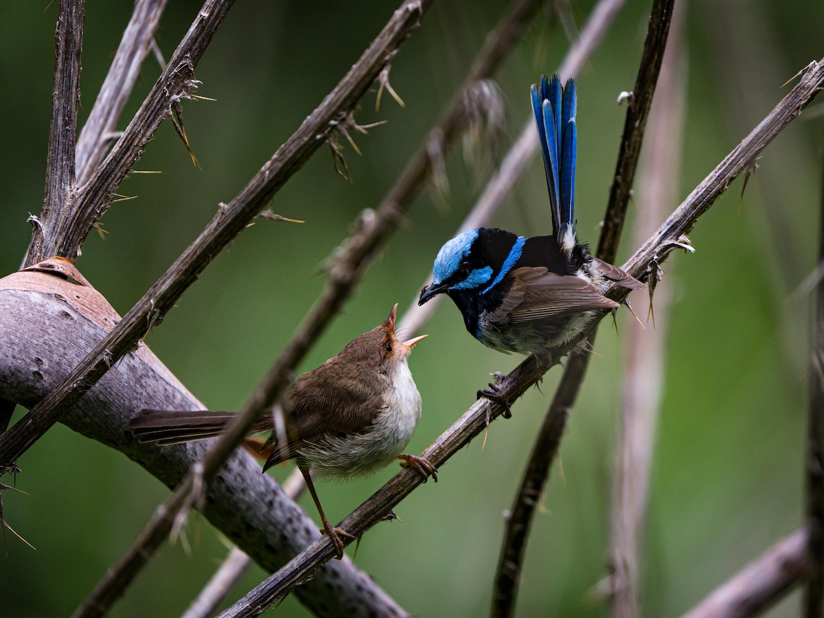 Superb Fairywren - ML613789793