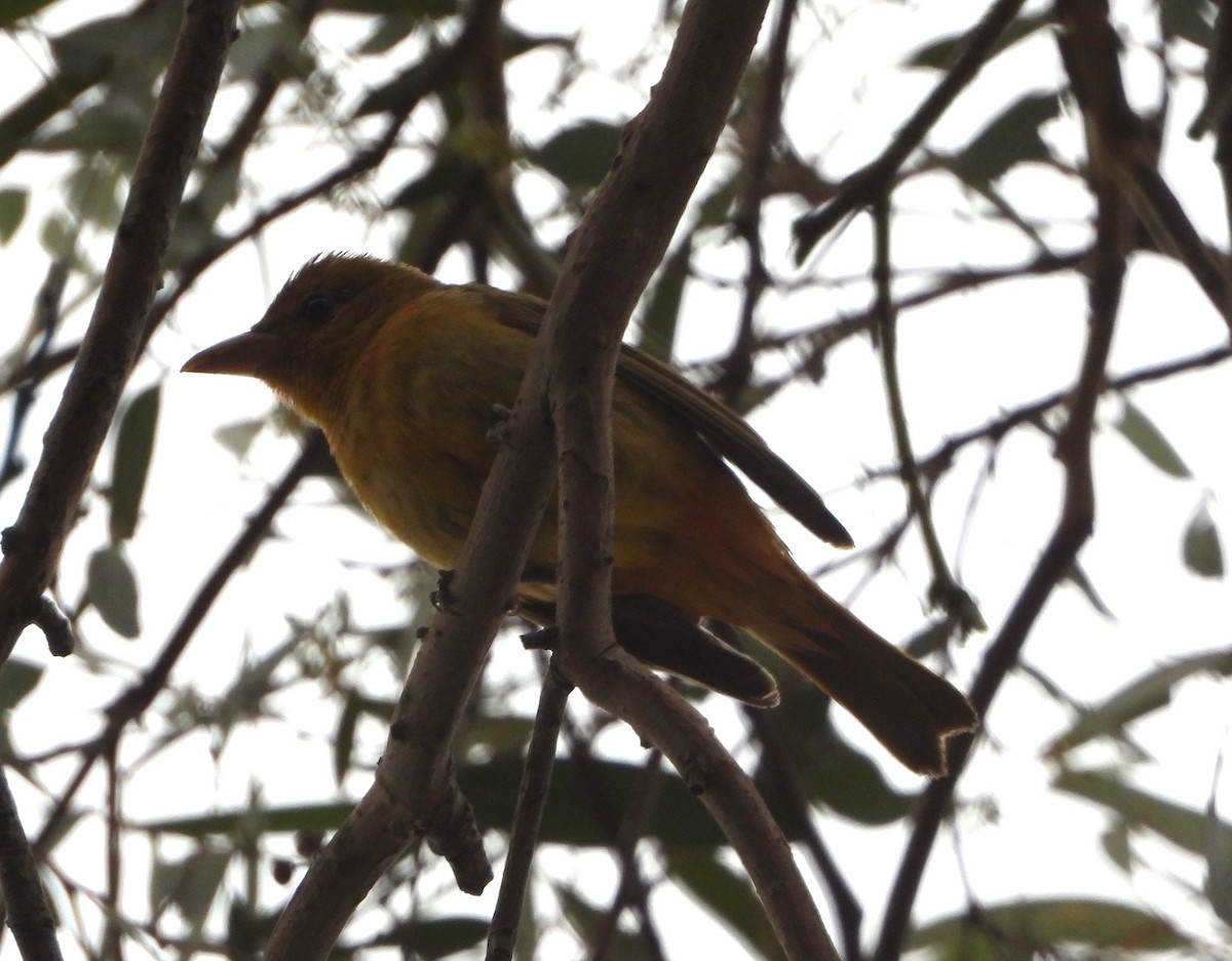 Summer Tanager - ML613789819