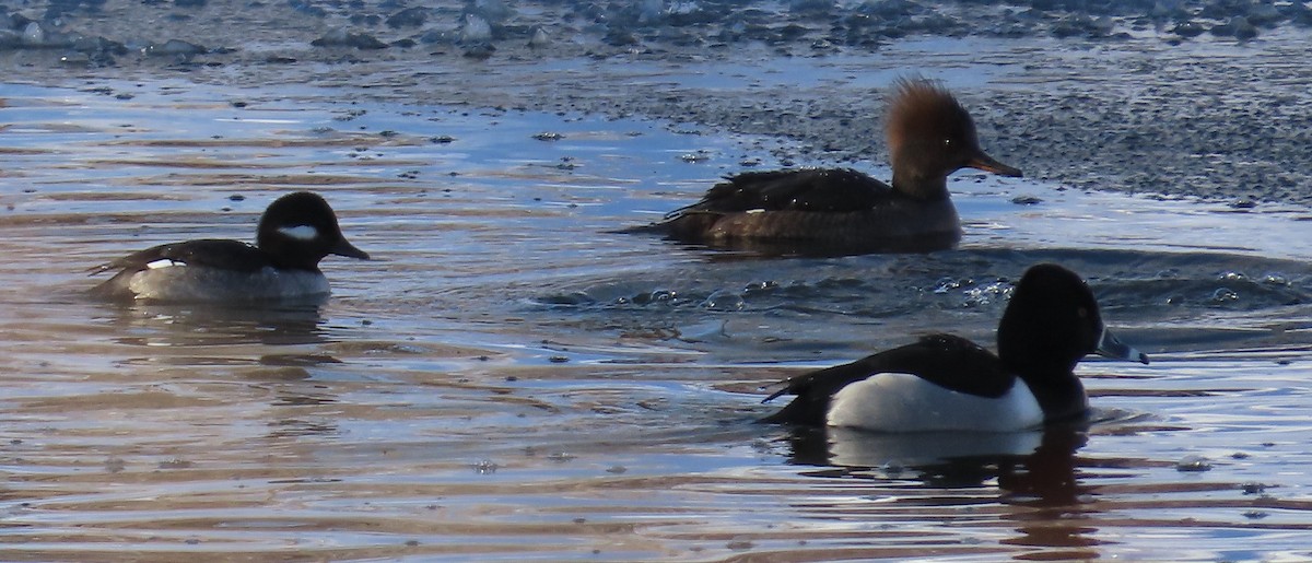 Bufflehead - ML613789821