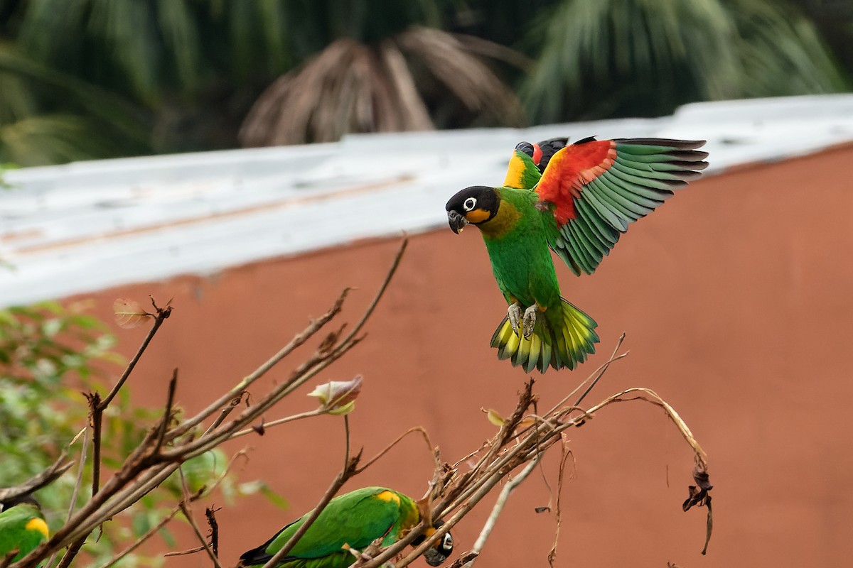 Orange-cheeked Parrot - Julio Calderón Birding Tour Guide 🦉