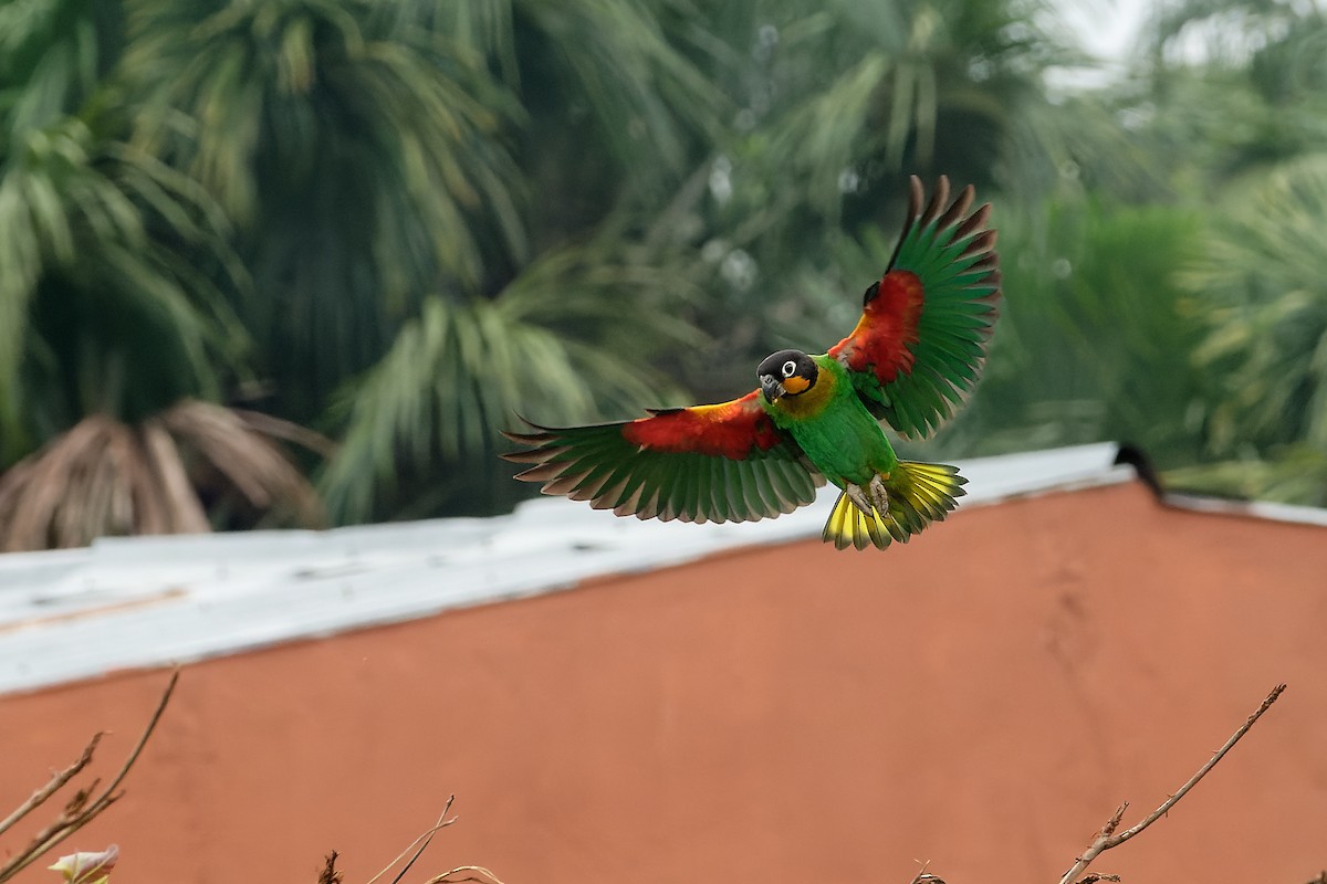 Orange-cheeked Parrot - Julio Calderón Birding Tour Guide 🦉