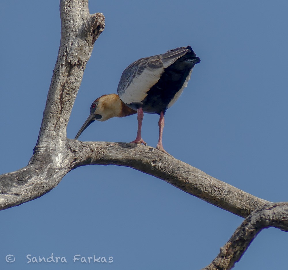 ibis bělokřídlý - ML613789901