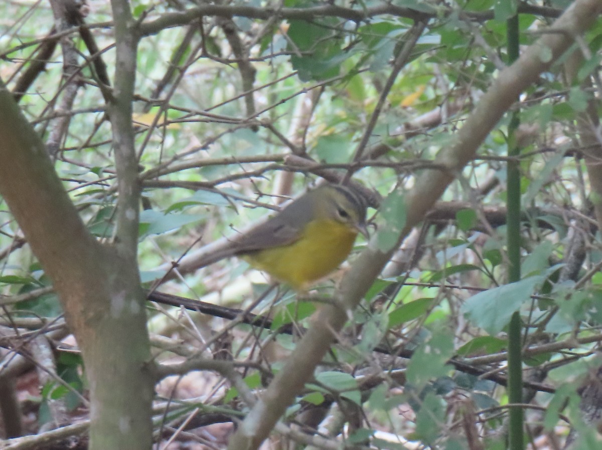 Paruline à couronne dorée - ML613789903