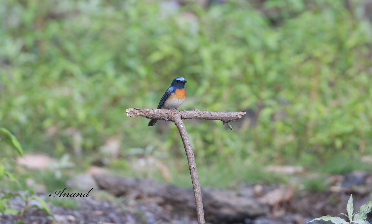 Blaukehl-Blauschnäpper - ML613789969