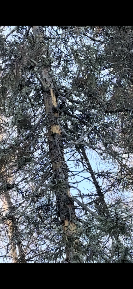 American Three-toed Woodpecker - ML613790005