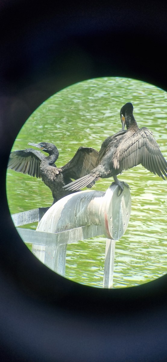 Neotropic Cormorant - Melisa Yaguno Melgar