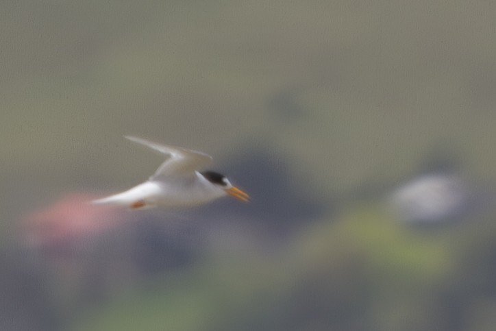 Australian Fairy Tern - ML613790049