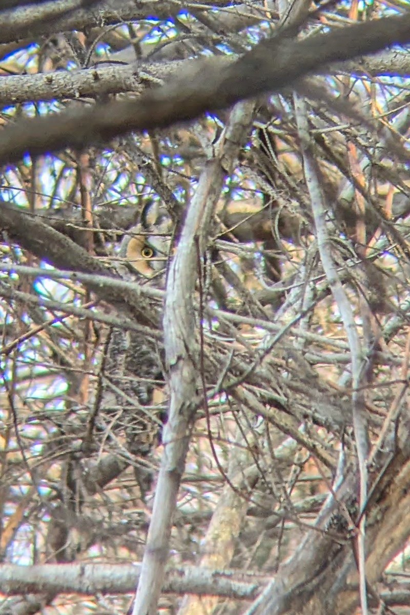Long-eared Owl - ML613790062