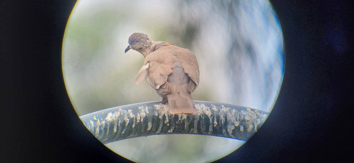 West Peruvian Dove - ML613790070