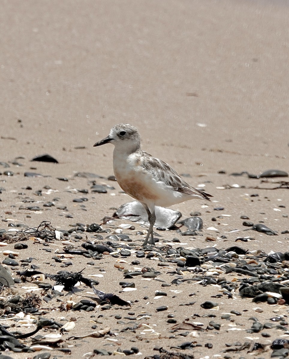Red-breasted Dotterel - ML613790127