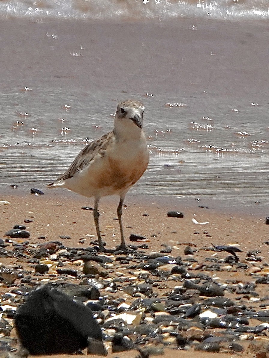 Red-breasted Dotterel - ML613790132