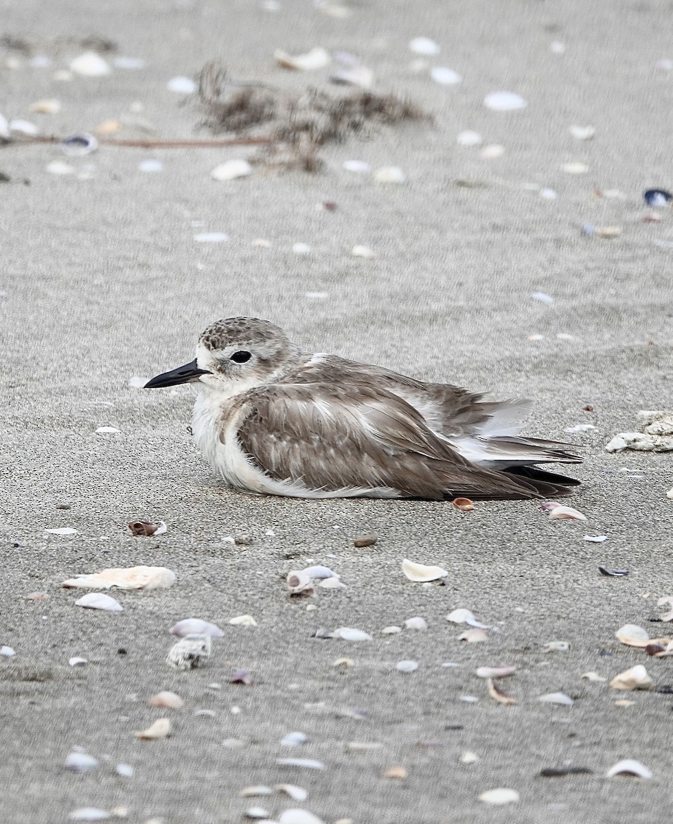 Red-breasted Dotterel - ML613790133