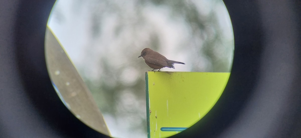 Vermilion Flycatcher - Melisa Yaguno Melgar