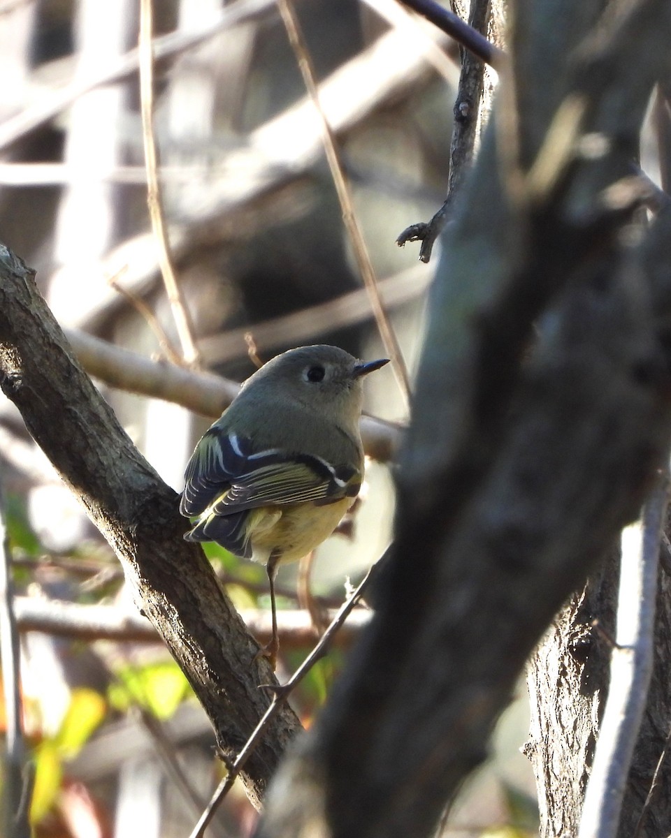 Ruby-crowned Kinglet - ML613790268