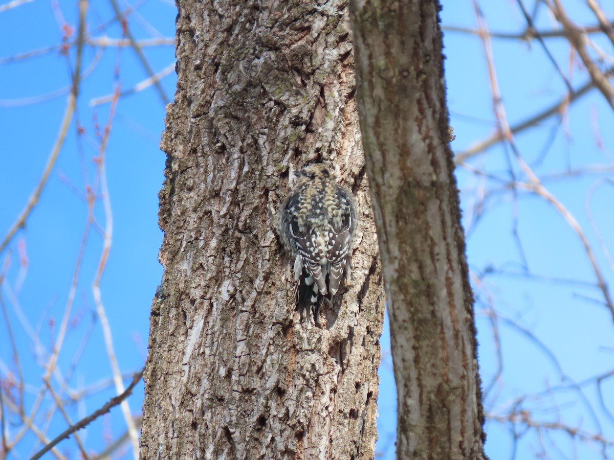 Yellow-bellied Sapsucker - ML613790308