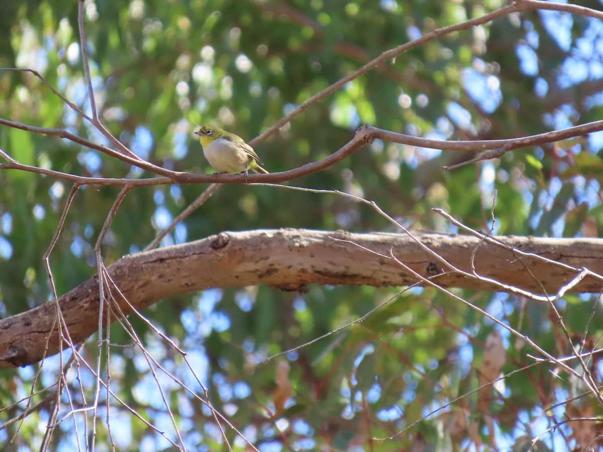 Silvereye - Allan Aitken