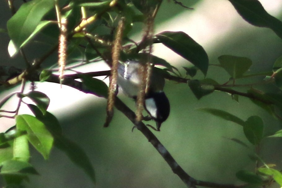 Japanese Tit - ML613790326