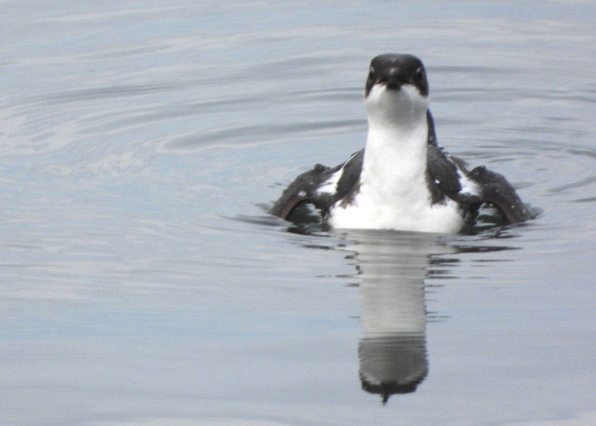 Marbled Murrelet - ML613790328