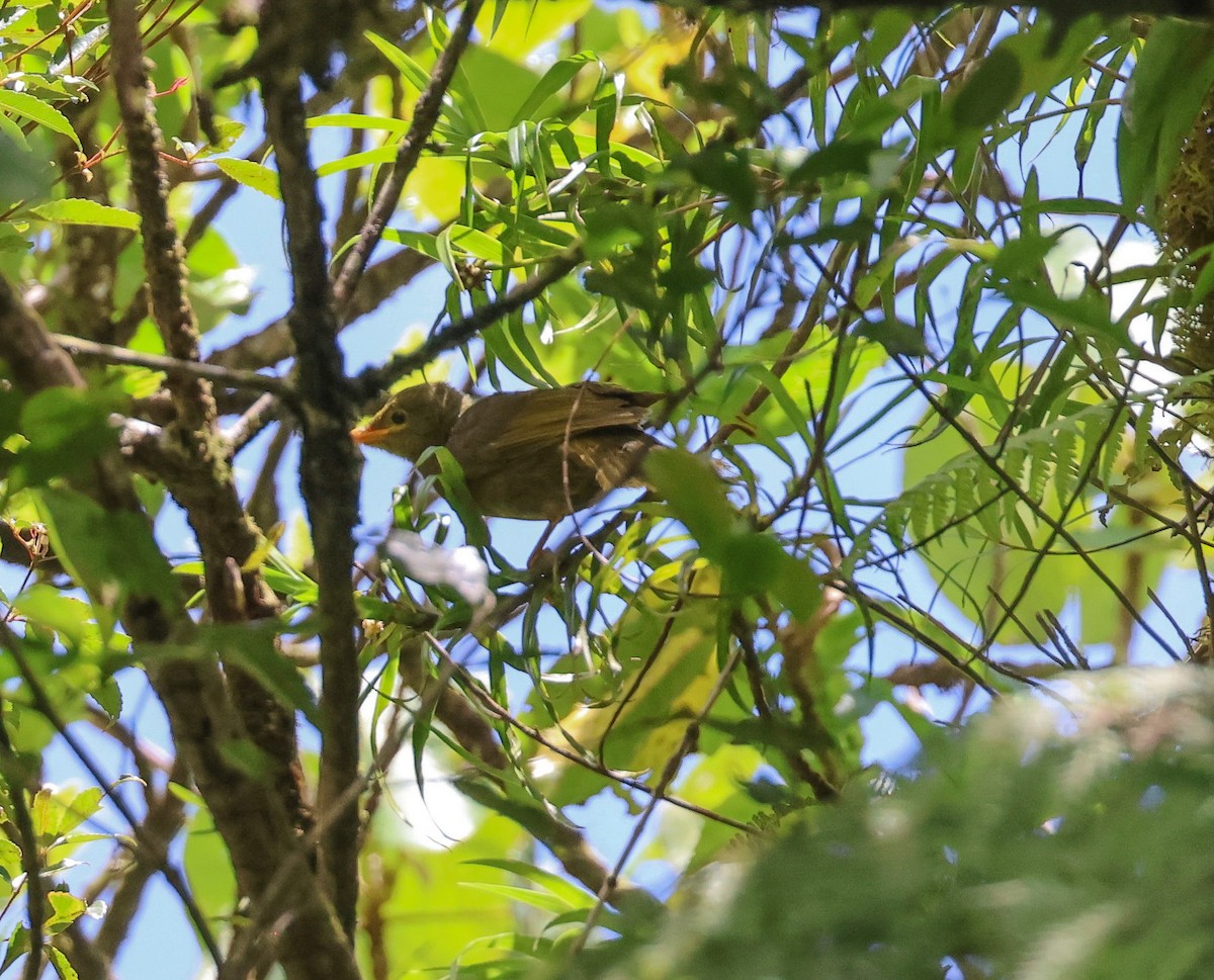 Chattering Giant-Honeyeater - ML613790340